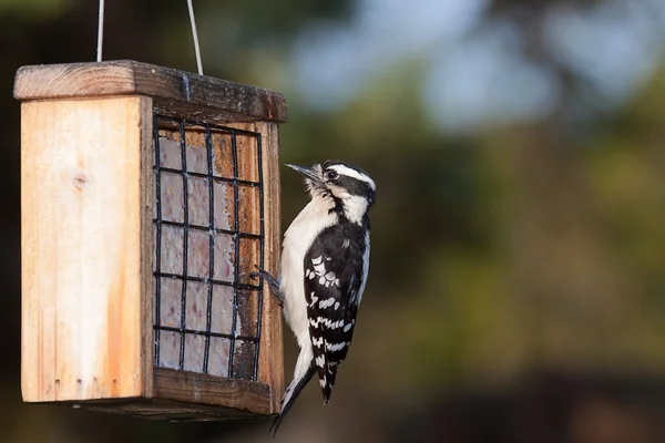 Pájaro carpintero y Suet —  Fotos de Stock