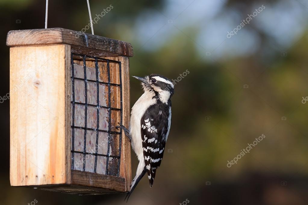 Woodpecker and Suet — Stock Photo © mtruchon 46673755