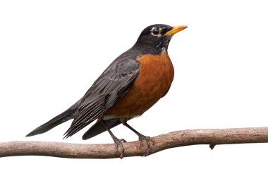 Robin bir dalda