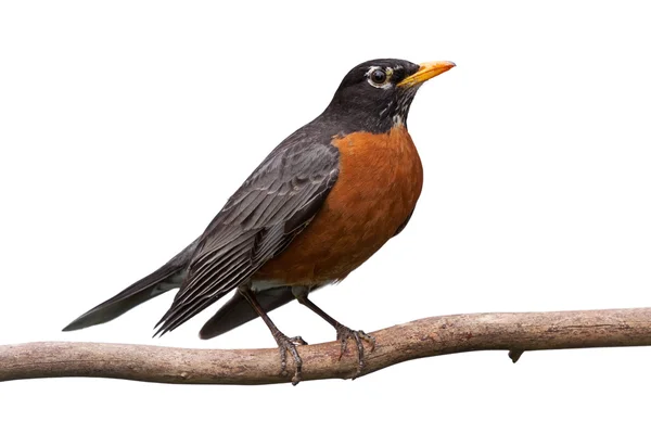 Robin on a Branch — Stock Photo, Image