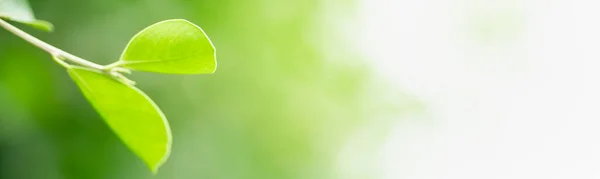 Крупним Планом Красивий Вид Природу Зелений Лист Розмитій Зелені Під — стокове фото
