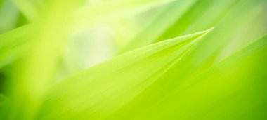 Arkaplan olarak yeşil yaprak doğa soyut bulanık doğal bitkiler, ekoloji kapak sayfa kavramı.