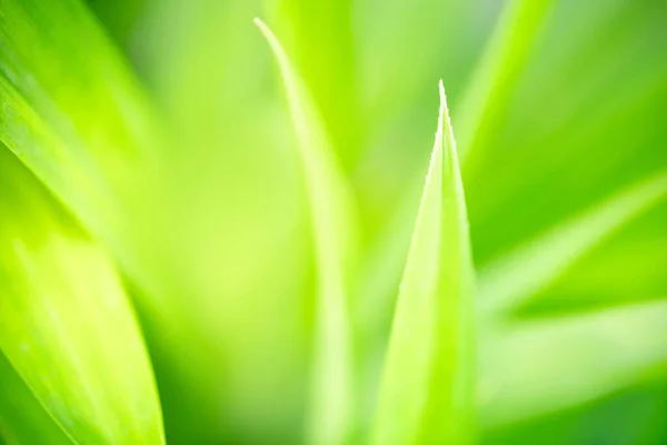 Абстракция Размыта Зеленый Лист Природы Использованием Качестве Фона Натуральных Растений — стоковое фото