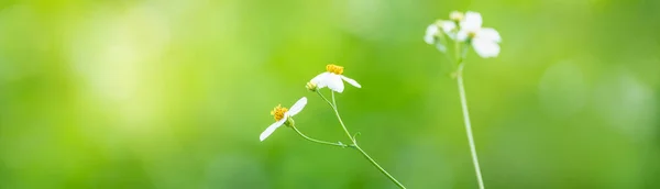 Крупним Планом Міні Біла Квітка Жовтим Пилком Під Сонячним Світлом — стокове фото