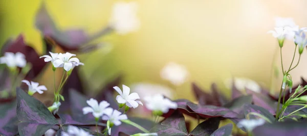 Крупним Планом Міні Біла Квітка Фіолетовим Листом Під Сонячним Світлом — стокове фото