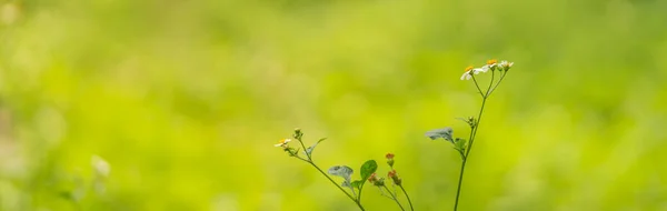 浅谈阳光下黄花粉小花的闭合与复制空间作为背景的绿色自然植物景观 生态覆盖页面的概念 — 图库照片