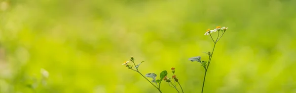 Closeup Mini White Flower Yellow Pollen Sunlight Copy Space Using — Φωτογραφία Αρχείου