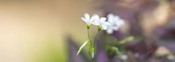 Крупним Планом Міні Біла Квітка Під Сонячним Світлом Використанням Простору — стокове фото