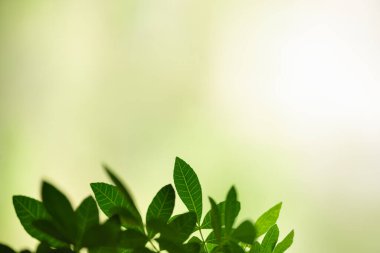 Güzel doğa manzaralı yeşil yaprak güneş ışığı altında bulanık yeşil arkaplan altında arka planda doğal bitkiler manzarası, ekoloji duvar kağıdı konsepti olarak kullanılarak fotokopi alanı.
