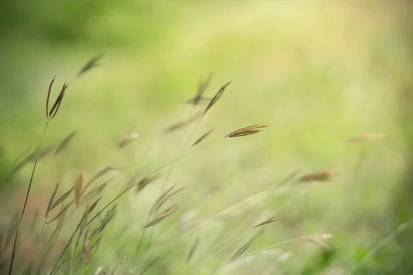 Nahaufnahme Schöne Natur Ansicht Grasblume Unter Sonnenlicht Mit Bokeh Und — Stockfoto