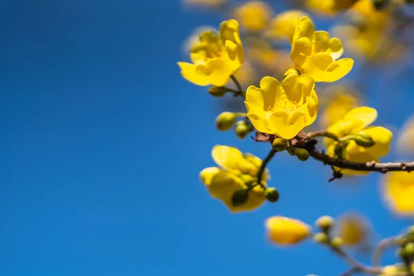 Detailní Záběr Přírodu Žlutá Oranžová Květina Modré Obloze Pozadí Slunečního — Stock fotografie