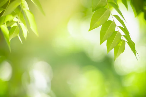 Hermosa Vista Naturaleza Hoja Verde Sobre Fondo Vegetación Borrosa Bajo —  Fotos de Stock