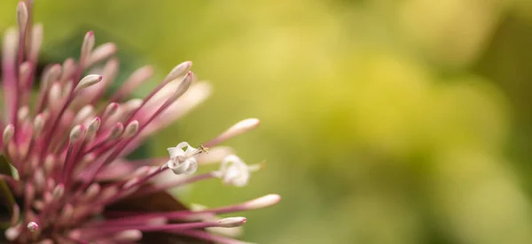 Крупним Планом Природа Вид Біло Рожева Квітка Розмитому Зеленому Фоні — стокове фото
