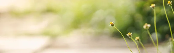 Zbliżenie Mini Biały Kwiat Żółtym Pyłkiem Świetle Słonecznym Miejsca Kopiowania — Zdjęcie stockowe