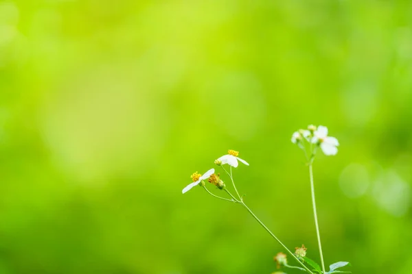 Крупним Планом Красива Міні Біла Квітка Жовтим Пилком Під Сонячним — стокове фото