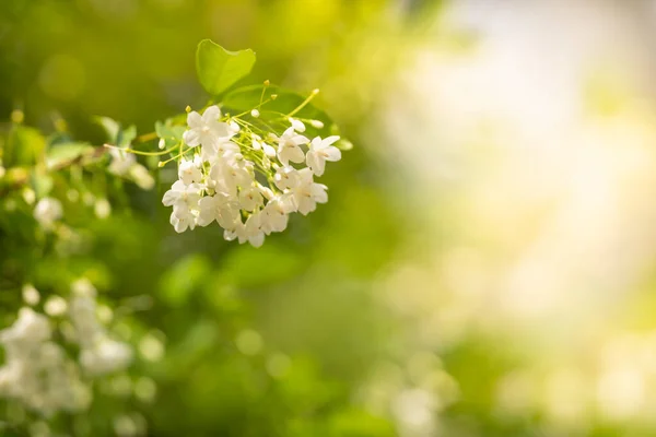 Closeup ของดอกไม ขาวขนาดเล กภายใต แสงแดดท าเนาโดยใช นหล ชธรรมชาต แนวค ดวอลล — ภาพถ่ายสต็อก