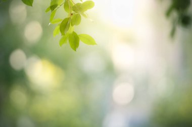 Güzel doğa manzaralı yeşil yaprak güneş ışığı altında bulanık yeşil arkaplan altında arka planda doğal bitkiler manzarası, ekoloji duvar kağıdı konsepti olarak kullanılarak fotokopi alanı.