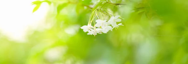 Крупним Планом Міні Біла Квітка Під Сонячним Світлом Використанням Простору — стокове фото