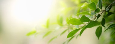 Arka plan kapağı konseptini kullanarak arka planda fotokopi alanı ile bahçedeki bulanık yeşillik arkaplan üzerinde gölgesi olan güzel doğa manzaralı yeşil yaprak yakın plan.