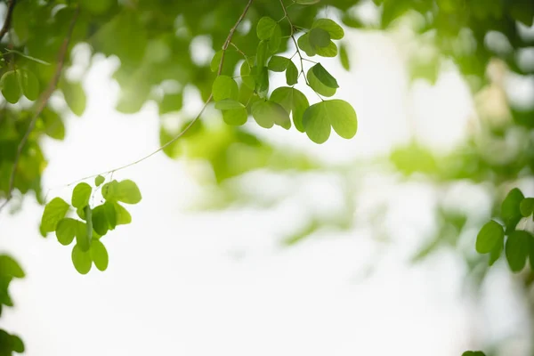 Vacker Natur Utsikt Grönt Löv Suddig Grönska Bakgrund Solljus Med — Stockfoto