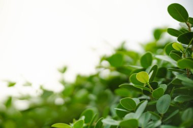 Güzel doğa manzaralı yeşil yaprak güneş ışığı altında bulanık yeşil arkaplan altında arka planda doğal bitkiler manzarası, ekoloji duvar kağıdı konsepti olarak kullanılarak fotokopi alanı.