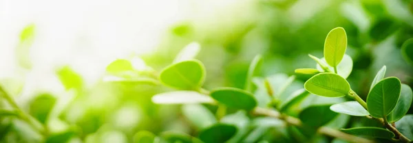 Closeup Bela Natureza Vista Folha Verde Fundo Vegetação Borrada Jardim — Fotografia de Stock