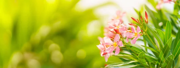 Крупним Планом Рожева Квітка Зелений Лист Під Сонячним Світлом Копіюванням — стокове фото