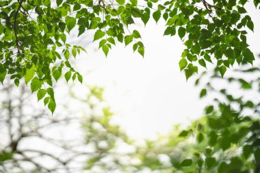 Güzel doğa manzaralı yeşil yaprak güneş ışığı altında bulanık yeşil arkaplan altında arka planda doğal bitkiler manzarası, ekoloji duvar kağıdı konsepti olarak kullanılarak fotokopi alanı.