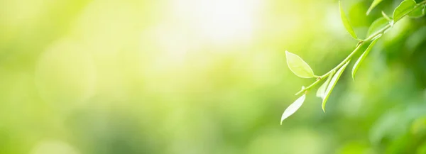 Närbild Vacker Natur Utsikt Grönt Löv Suddig Grönska Bakgrund Trädgården — Stockfoto