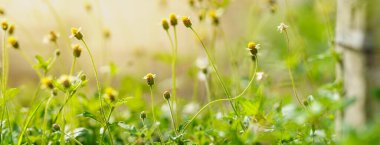 Güneş ışığı altında sarı polen ve arka planda yeşil doğal bitki manzarası, ekoloji duvar kâğıdı konsepti kullanarak fotokopi alanı olan güzel beyaz çiçeğe yakın çekim.