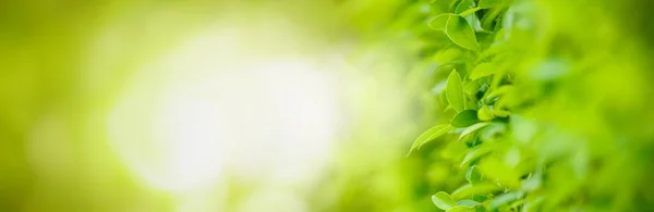 Closeup Beautiful Nature View Green Leaf Blurred Greenery Background Garden — Stock Photo, Image