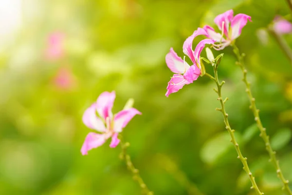 Крупним Планом Рожева Квітка Зелений Лист Під Сонячним Світлом Копіюванням — стокове фото