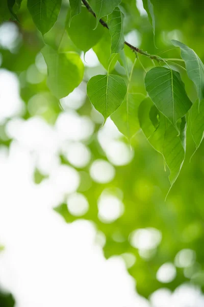 Vacker Natur Utsikt Grönt Löv Suddig Grönska Bakgrund Solljus Med — Stockfoto