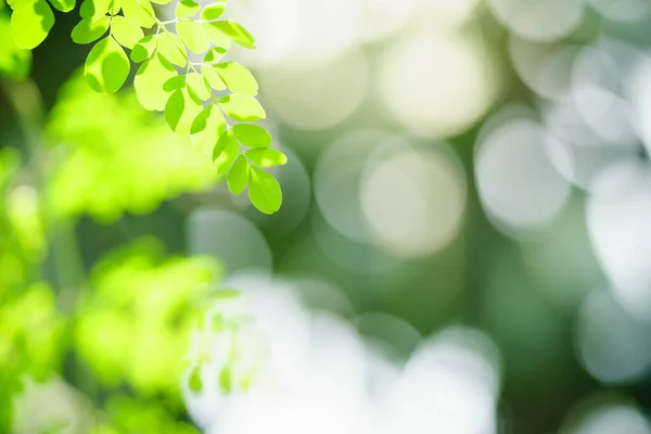 Красивый Вид Природу Зеленый Лист Размытом Зеленом Фоне Солнечным Светом — стоковое фото