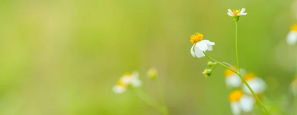 Closeup Mini Flor Branca Com Pólen Amarelo Sob Luz Solar — Fotografia de Stock