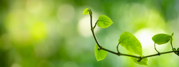 Primer Plano Hermosa Vista Naturaleza Hoja Verde Sobre Fondo Vegetación —  Fotos de Stock