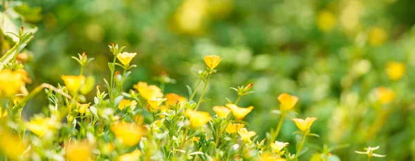 Крупним Планом Жовта Квітка Зелений Лист Під Сонячним Світлом Копіюванням — стокове фото