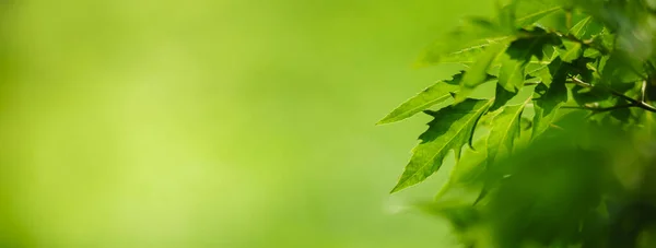 Крупним Планом Красивий Вид Природу Зелений Лист Розмитому Зеленому Фоні — стокове фото