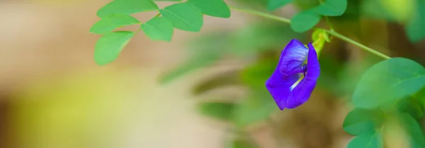 Closeup Blue Purple Flower Green Leaf Sunlight Copy Space Using — Stock Photo, Image