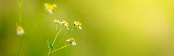 Close Van Gras Witte Bloem Met Gele Stuifmeel Onder Zonlicht — Stockfoto