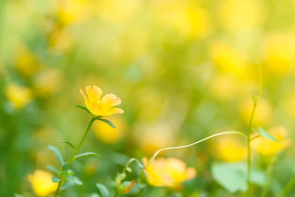 Крупним Планом Жовта Квітка Під Сонячним Світлом Використанням Простору Копіювання — стокове фото