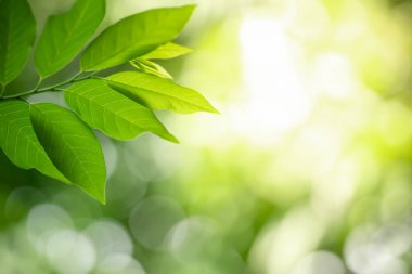 Closeup of beautiful nature view green leaf on blurred greenery background in garden with copy space using as background wallpaper page concept.i