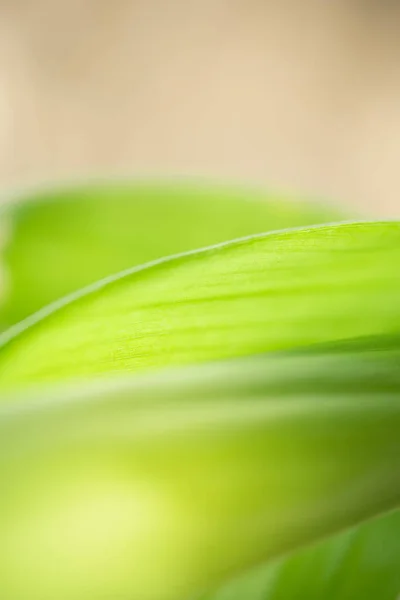 Abstract Nature Green Blurred Background Nature Leaf Greenery Background Garden — Zdjęcie stockowe