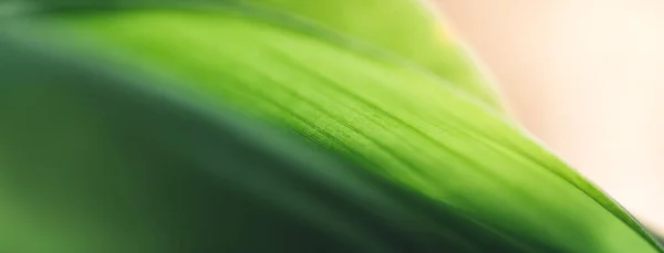 Zbliżenie Pięknej Przyrody Widok Zielony Liść Rozmytej Zieleni Tło Ogrodzie — Zdjęcie stockowe