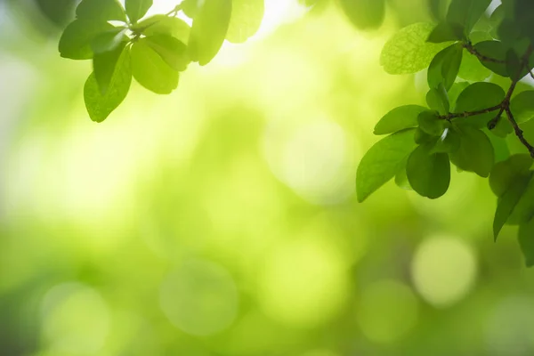 Closeup Beautiful Nature View Green Leaf Blurred Greenery Background Garden — Stock fotografie