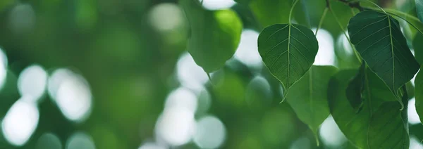 Primo Piano Bella Vista Sulla Natura Foglia Verde Sfondo Verde — Foto Stock