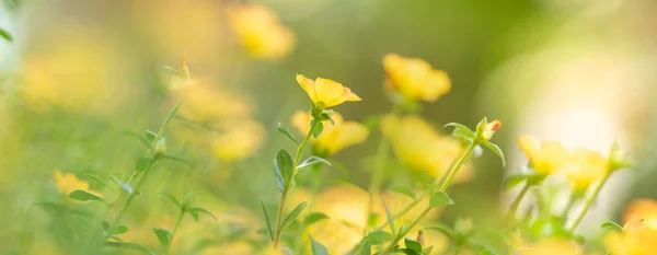 Крупним Планом Жовта Квітка Під Сонячним Світлом Використанням Простору Копіювання — стокове фото