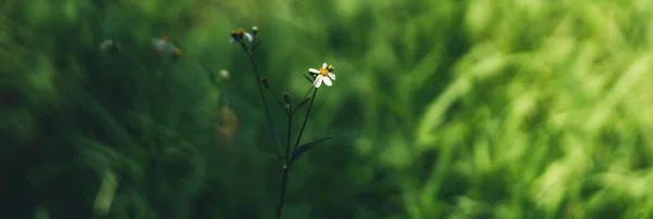 Крупним Планом Трава Біла Квітка Жовтим Пилком Під Сонячним Світлом — стокове фото