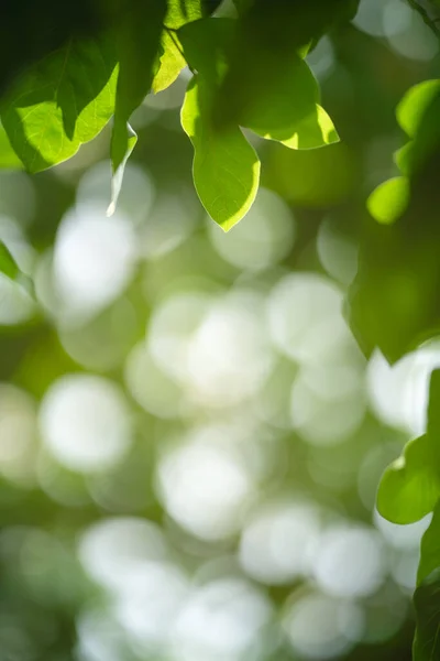 Nahaufnahme Der Schönen Natur Ansicht Grünes Blatt Auf Verschwommenem Grün — Stockfoto