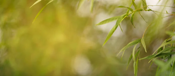 Closeup Beautiful Nature View Green Bamboo Leaf Blurred Greenery Shadow — Zdjęcie stockowe